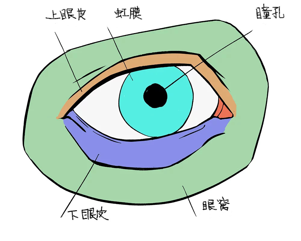 67基本结构眼睛的绘制非常简单,它们遵循与所有其他解剖结构相同的